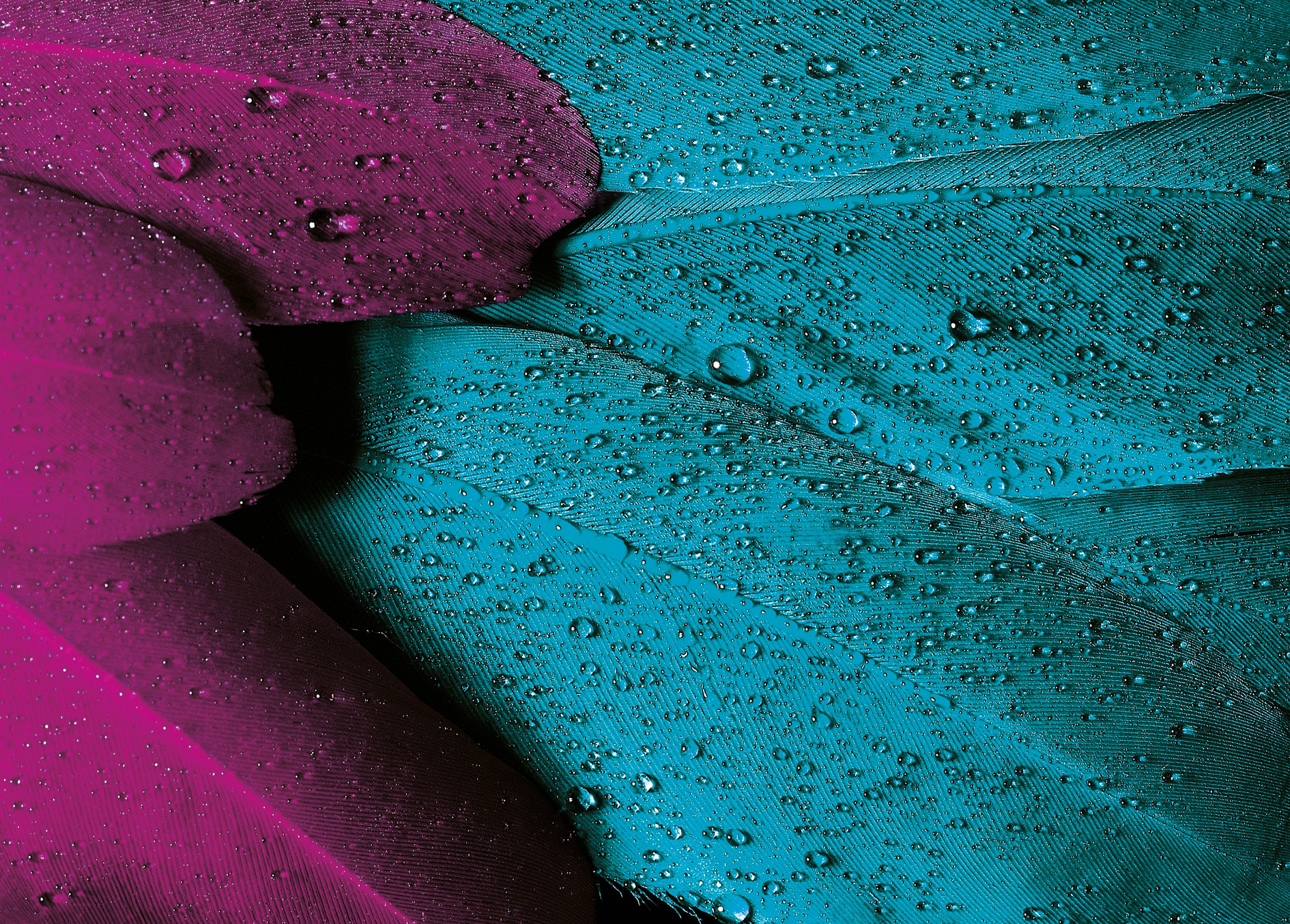 Close-up Photo of Water Dew on Green and Purple Leaves